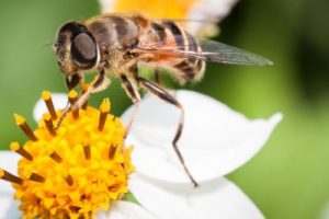 insektenschutzsystem